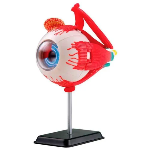 Modelo Anatómico Ojo Bulbo Ocular