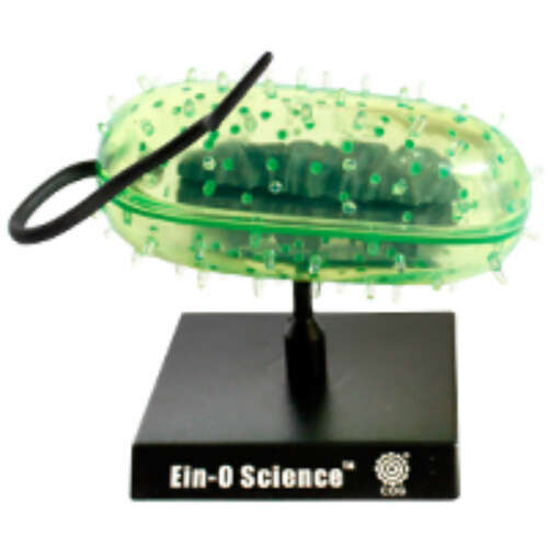 Célula Bacterias