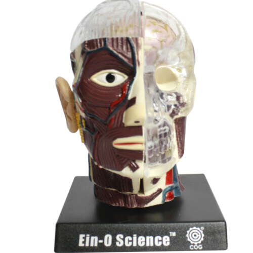 Modelo Anatómico Del Cráneo Y Cerebro