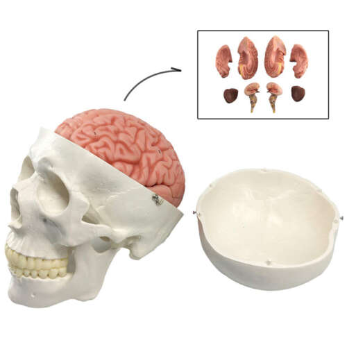 Craneo Anatomico Desarmable
