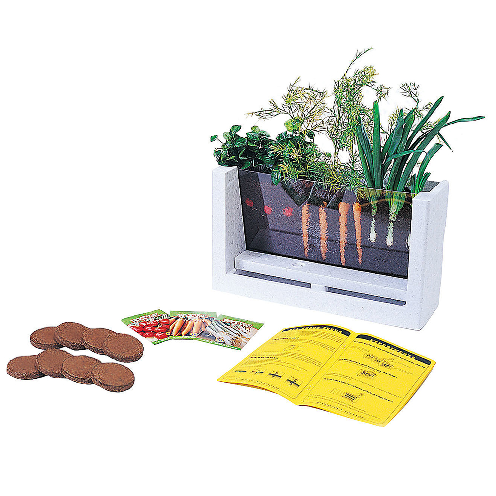 Terrario Crecimiento De Las Plantas