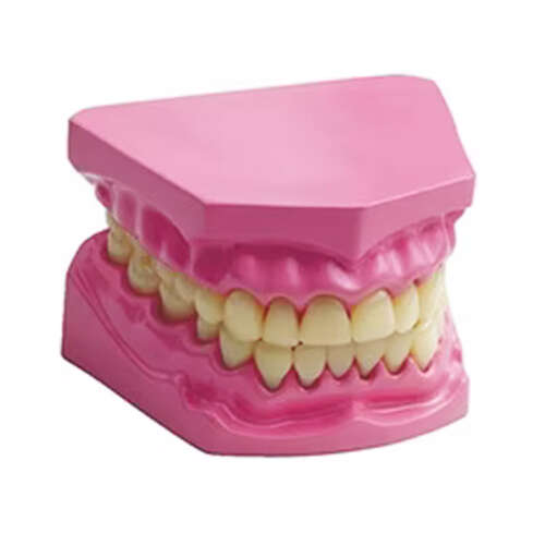 Modelo De Dentadura
