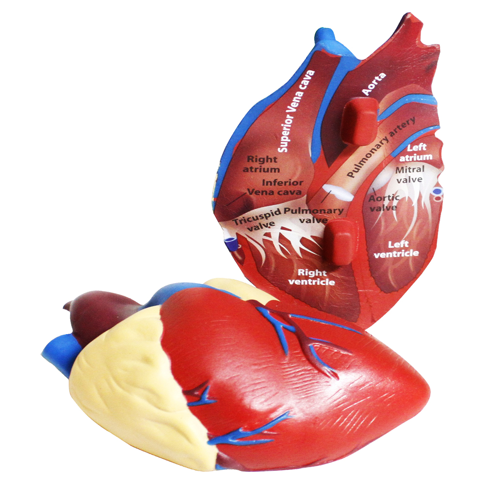 Modelo Corazón