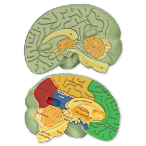 Modelo De Cerebro