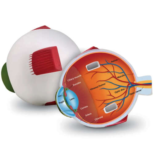 Modelo De Ojo