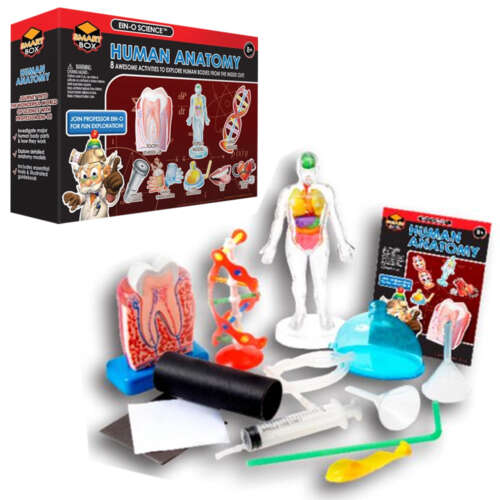 Modelo Anatomía Humana