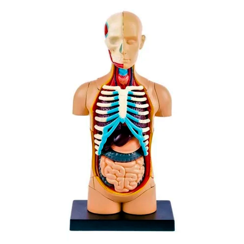 MODELO ANATÓMICO TORSO CUERPO HUMANO NIÑOS- TIENDITA