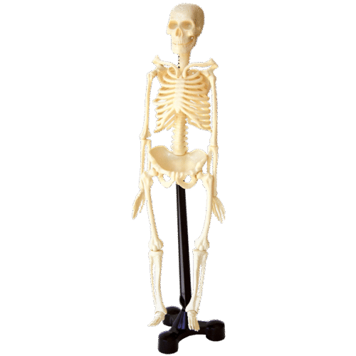 Esqueleto Humano 46 Cms