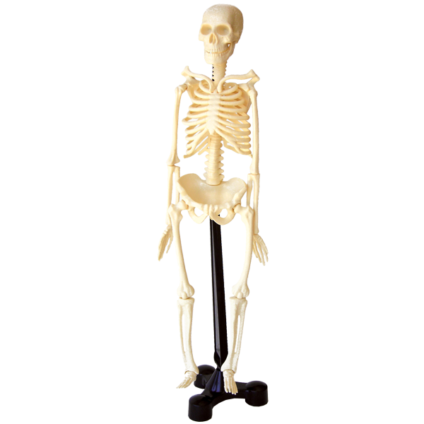 Esqueleto Humano 46 Cms