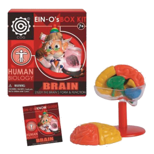 Modelo Armable Del Cerebro